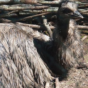 Emu (Dromaius novaehollandiae), 2023-05-19
