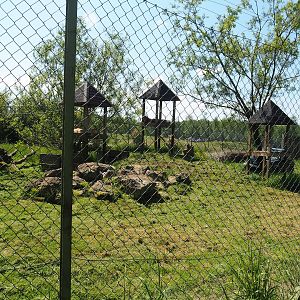South African cheetah exhibit, 2023-05-19