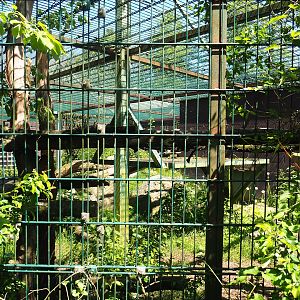 Black leopard exhibit, 2023-05-19