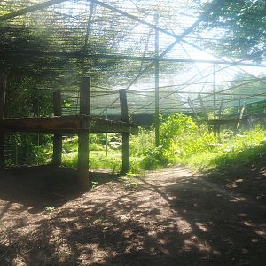 Second Amur leopard exhibit, 2023-05-19