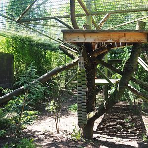 Third Amur leopard exhibit, 2023-05-19