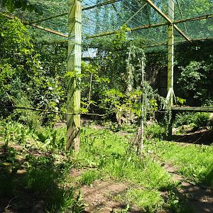 Fourth Amur leopard exhibit, 2023-05-19