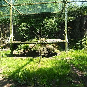 Fourth Amur leopard exhibit, 2023-05-19