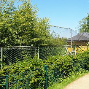 Leopard cat exhibit, 2023-05-19