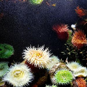 Coldwater Anemones