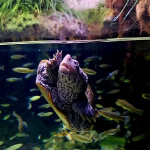 Diamondback Terrapin (Malaclemys terrapin)