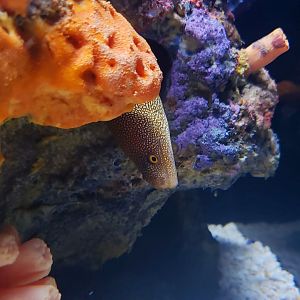 Goldentail Moray Eel (Gymnothorax miliaris)