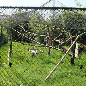 Leopard cat exhibit, 2023-05-19