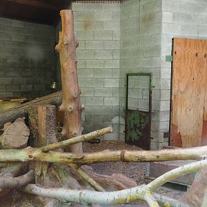 Leopard cat indoor exhibit, 2023-05-19