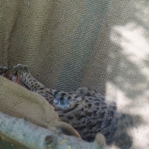 Leopard cat (Prionailurus bengalensis), 2023-05-19
