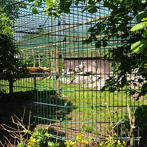 African lion exhibit, 2023-05-19