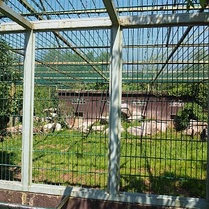 African lion exhibit, 2023-05-19