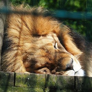 African lion (Panthera leo), 2023-05-19