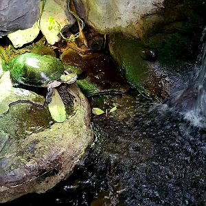 Hilaire's Toad-Headed Turtle (Phrynops hilarii)