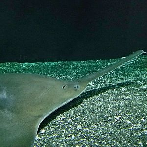 Largetooth Sawfish (Pristis pristis)