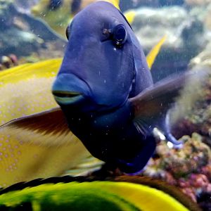 Lieutenant Tang (Acanthurus tennenti)