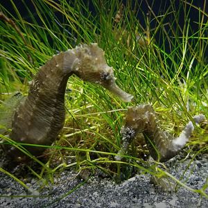 Lined Seahorses (Hippocampus erectus)