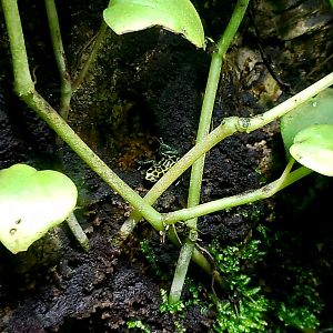 Mimic Poison Dart Frog (Ranitomeya imitator)