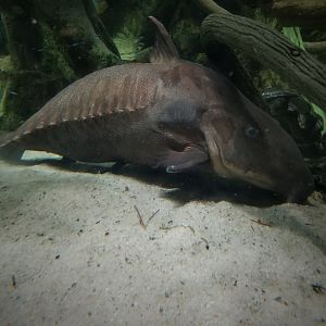 Niger Catfish (Oxydoras niger)