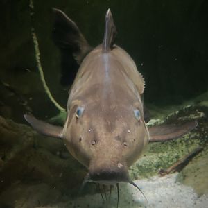 Niger Catfish (Oxydoras niger)