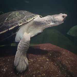 Northern Australian Snapping Turtle (Elseya dentata)