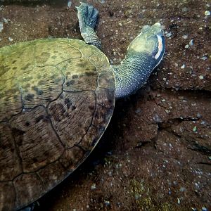 Northern Red-Faced Turtle (Emydura victoriae)