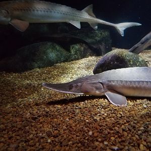 Pallid Sturgeon (Scaphirhynchus albus)