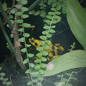 Panamanian Golden Frog (Atelopus zeteki)