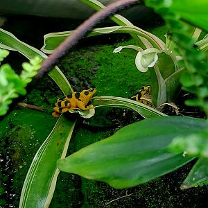 Panamanian Golden Frogs (Atelopus zeteki)