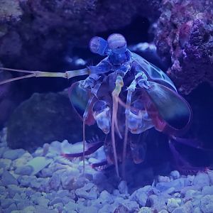 Peacock Mantis Shrimp (Odontodactylus scyllarus)