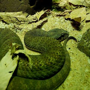 Plains Death Adder (Acanthophis hawkei)