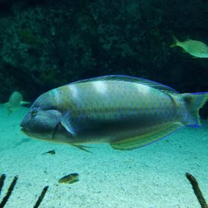 Puddingwife (Halichoeres radiatus)