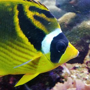 Raccoon Butterflyfish (Chaetodon lunula)