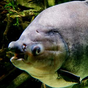 Red-Bellied Pacu (Piaractus brachypomus)