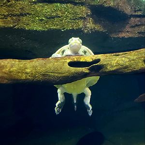 Red-Bellied Short-Necked Turtle (Emydura subglobosa)