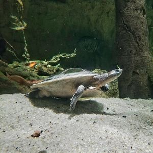 Red-Headed Amazon River Turtle (Podocnemis erythrocephala)
