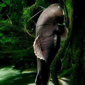 Redtail Catfish (Phractocephalus hemioliopterus)