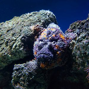 Reef Stonefish (Synanceia verrucosa)