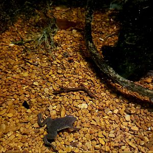 Sabana Suriname Toad (Pipa parva)