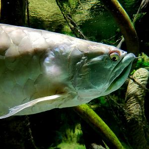 Silver Arowana (Osteoglossum bicirrhosum)