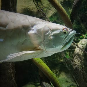Silver Arowana (Osteoglossum bicirrhosum)
