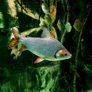 Silver Prochilodus (Semaprochilodus taeniurus)