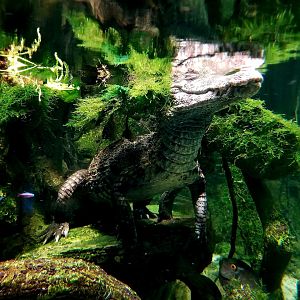 Smooth-Fronted Caiman (Paleosuchus trigonatus)
