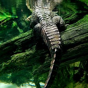 Smooth-Fronted Caiman (Paleosuchus trigonatus)