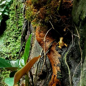 Strawberry Poison Dart Frog (Oophaga pumilio)