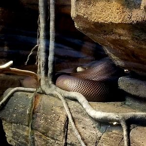 Water Python (Liasis fuscus)