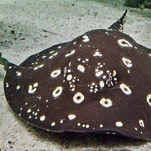 White-Blotched River Ray (Potamotrygon leopoldi)
