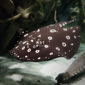 White-Blotched River Ray (Potamotrygon leopoldi)