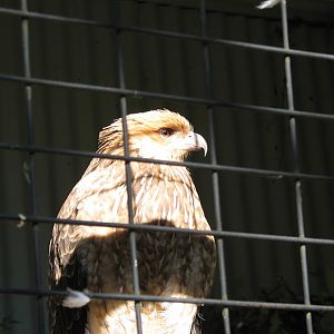Featherdale 2012 - Whistling Kite