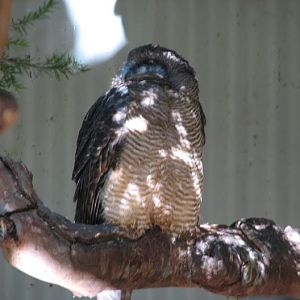 Featherdale 2012 - Rufous Owl